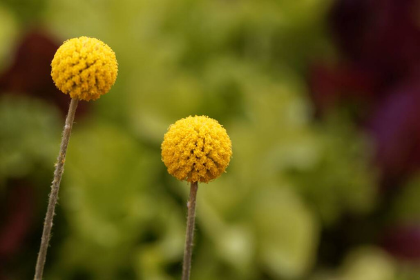 Květina z botton rostliny, Craspedia globosa.  - Fotografie, Obrázek