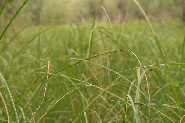 Zielona trawa letnie tło. Skupienie selektywne - Zdjęcie, obraz