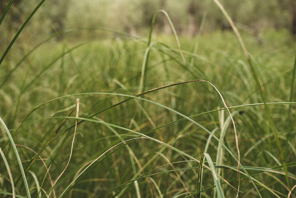 dik hoog groen gras in de weide. Selectieve focus - Foto, afbeelding