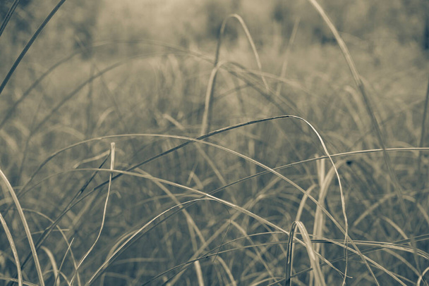 背の高い緑の草の秋の背景。選択的焦点 - 写真・画像
