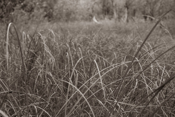 牧草地で濃い背の高い緑の草。選択的フォーカス。モノクロームの写真 - 写真・画像