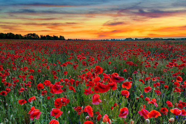 Beautiful poppy field during sunrise - Photo, Image