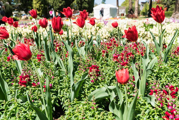 Красивая цветочная выставка в Куинс-парке во время карнавала цветов Туумба с красными тюльпанами, красными и белыми снежинками - Фото, изображение