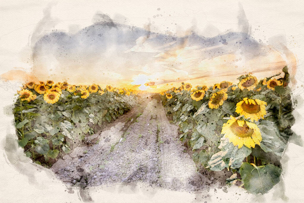 Zonnebloemen veld waterverf afbeelding - Foto, afbeelding