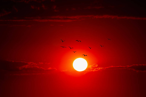 Nagy nap és madárcsorda. Fenséges afrikai naplemente  - Fotó, kép