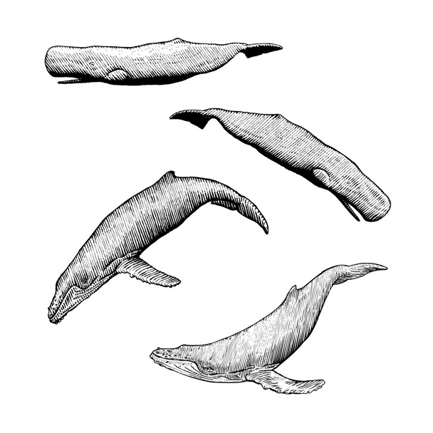Φάλαινες με φάλαινα και σπέρμα - Διάνυσμα, εικόνα