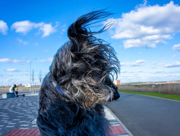 Fluffy shaggy grijze hond met vliegend haar in de wind tegen een blauwe bewolkte lucht - Foto, afbeelding