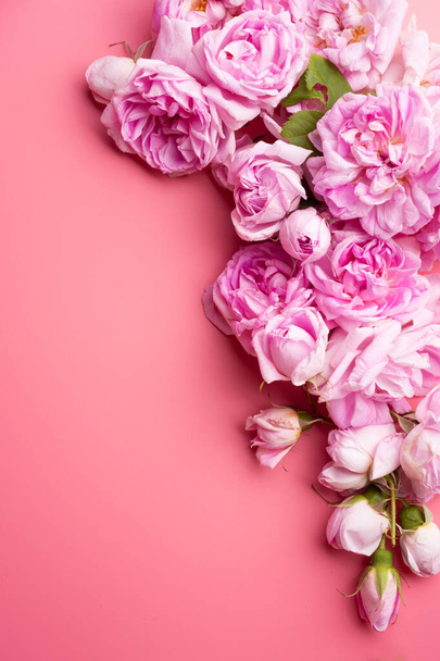  pink fresh fragrance roses  around pink  background. romantic and beauty concept   - Фото, изображение