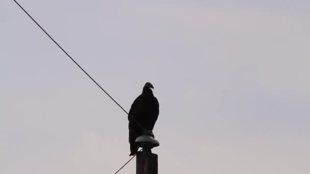 Nahaufnahme von isolierten Aufnahmen der Silhouette eines schwarzen Geiers (Coragyps atratus), eines in Amerika beheimateten Vogels, der auf einem Telefonmast hockt, herumschaut und dann davonfliegt. - Filmmaterial, Video