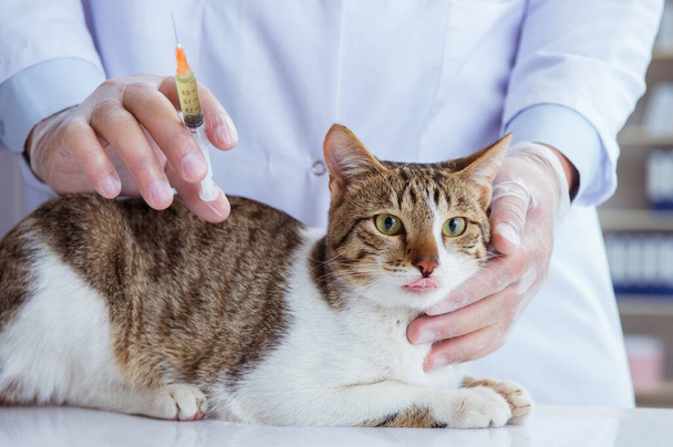Cat visiting vet for regular checkup - Photo, image