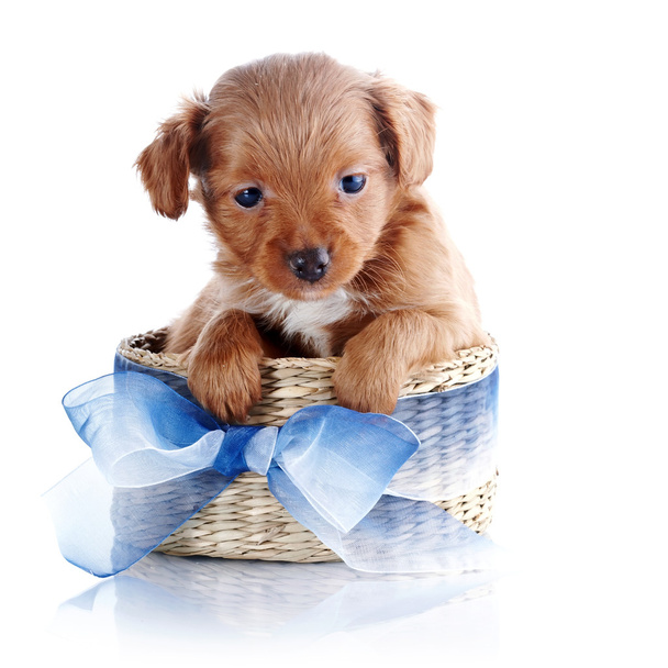 Puppy in a wattled basket with a blue bow. - Zdjęcie, obraz