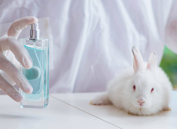 Белый кролик в лабораторном эксперименте - Фото, изображение