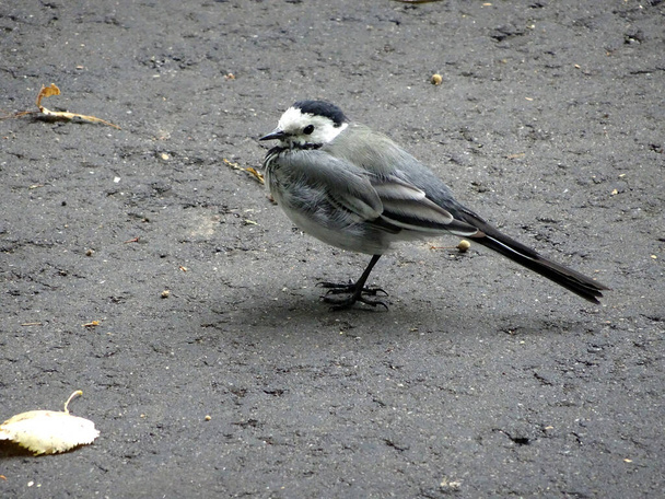 a little wagtail bird sits on the pavement among the autumn leaves. High quality photo - Photo, Image