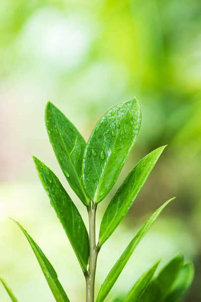 araceae, Zamioculcas zamiifolia lub Zanzibar Gem Zielony liść tło piękne i przydatne ozdobne rośliny - Zdjęcie, obraz