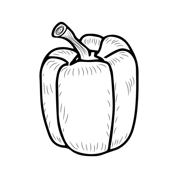Sketch of bell pepper. Healthy vegetables. Doodle style. Vector isolated element for design. - Vetor, Imagem