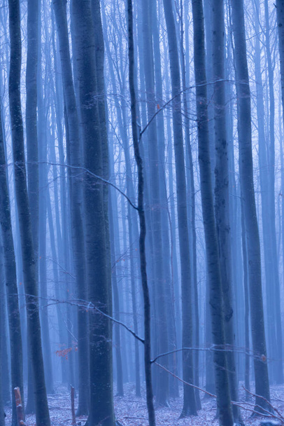 Красивые осенние пейзажи в березовом лесу, с туманом и морозом - Фото, изображение