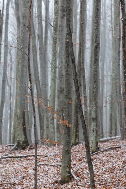 Gyönyörű őszi táj nyírfa erdőben, köd és fagy - Fotó, kép