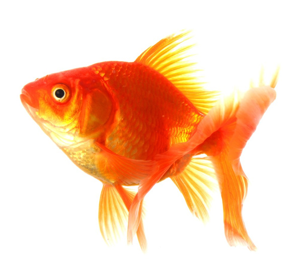 Peixe-vermelho
 - Foto, Imagem