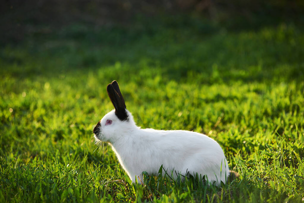 Easter bunny sitting in green grass. White little rabbit is a pet. Bunny jumping in the meadow - Photo, Image