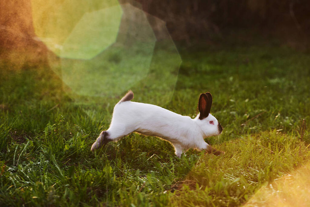 Rabbit jumping in the meadow, on sunny lawn - Photo, Image