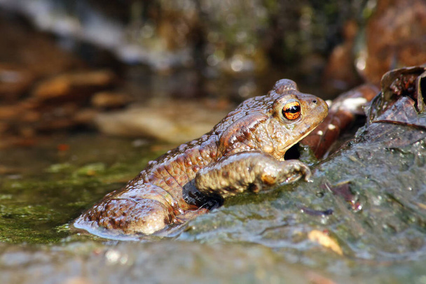 The common toad, European toad, or simply the toad (Bufo bufo) sitting in a mountain creek. Big frog on a wet stone. - Photo, Image