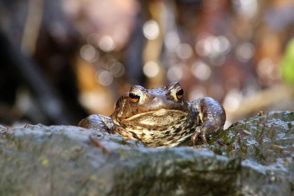 The common toad, European toad, or simply the toad (Bufo bufo) sitting in a mountain creek. Big frog on a wet stone. Toad in clear water. - Photo, Image