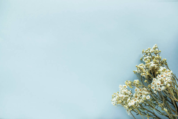 Suszone kwiaty rumianku na niebieskim tle. Widok z góry, przestrzeń tekstowa - Zdjęcie, obraz
