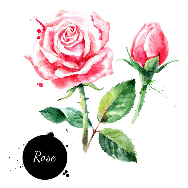 Watercolor hand drawn rose illustration. Vector painted sketch flower isolated on white background - Vector, Image
