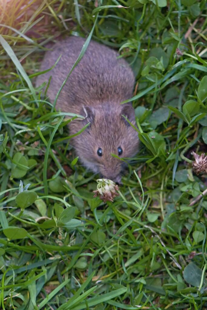 Маленька мишка в траві шукає щось попоїсти
. - Фото, зображення