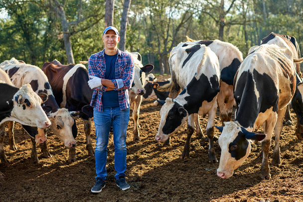 agriculteur travaille à la ferme avec des vaches laitières. - Photo, image