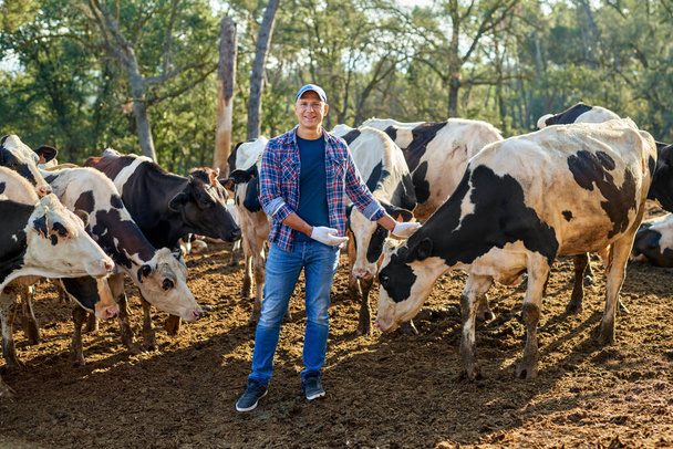 agriculteur travaille à la ferme avec des vaches laitières. - Photo, image
