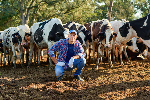 agricultor está trabalhando na fazenda com vacas leiteiras. - Foto, Imagem