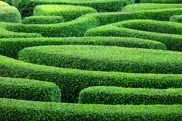 Labyrinth garden - Photo, Image