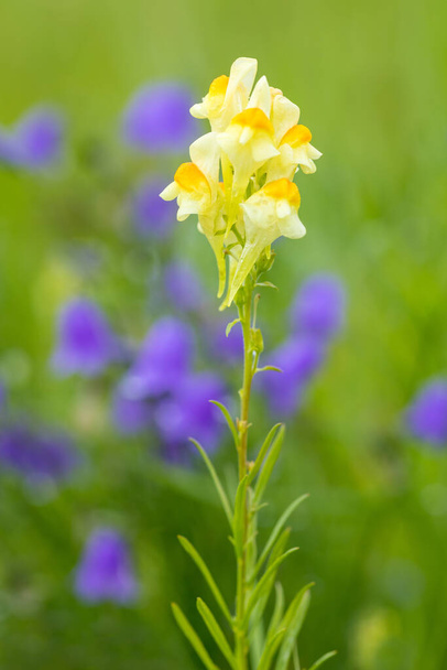 Linaria valgaris -ヨーロッパ、チェコ共和国の夏に牧草地で野生で成長する装飾淡い黄色の花 - 写真・画像