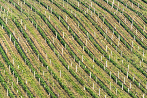 Field texture detail. Background. Spring landscape with vineyard.  - Φωτογραφία, εικόνα