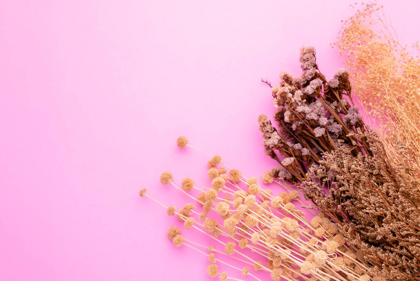 Top view dry color grass flower for interior decoration on pink background. Studio shot with copy space for test or design - 写真・画像