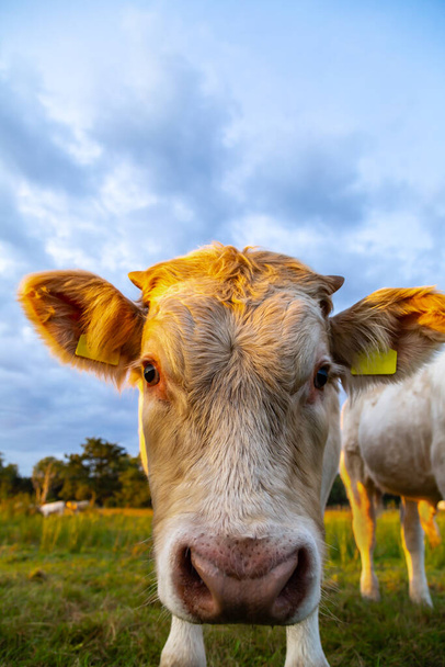 Vacas y toros Charolais al atardecer en un pasto, muy cerca de la nariz - Foto, imagen