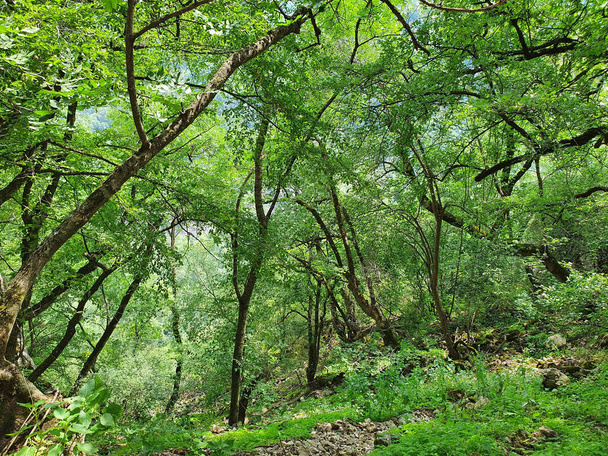 A closeup focus shot of a beautiful forest scenery - Valokuva, kuva
