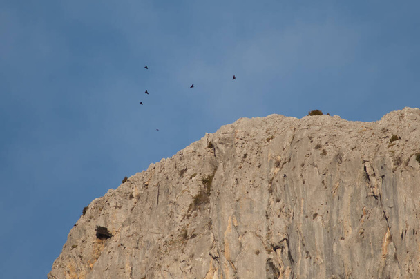 Стая альпийских желудей Pyrrhocorax graculus, летящая со скалы. - Фото, изображение