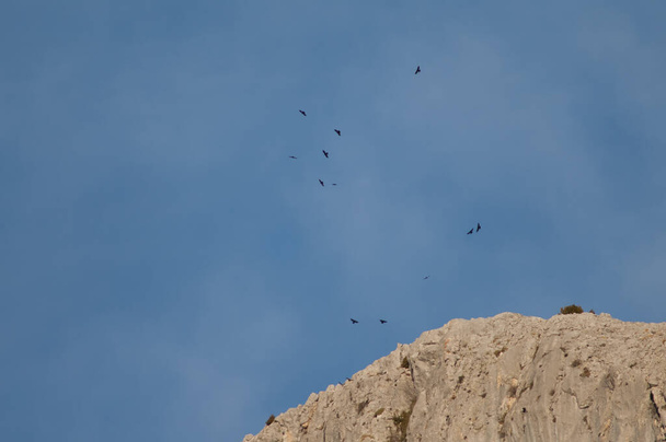 Flock of Alpine choughs Pyrrhocorax graculus flying over a cliff. - Photo, Image