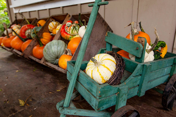 Ripe pumpkins ready for seasonal fall farm sale - 写真・画像