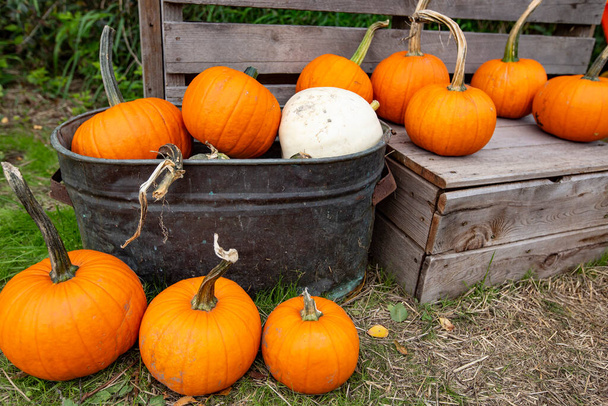Ripe pumpkins ready for seasonal fall farm sale - Foto, immagini