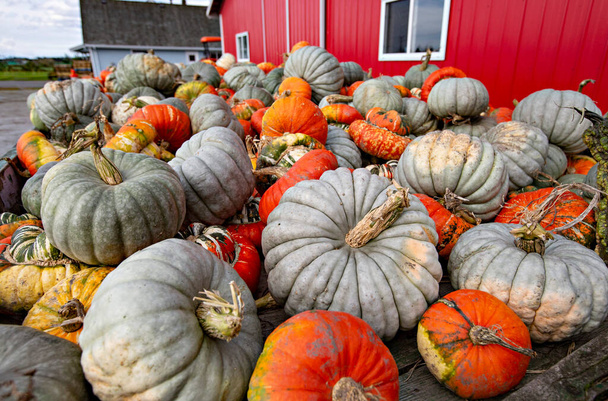 Pile of different pumpkins stacked at the red farm house - 写真・画像