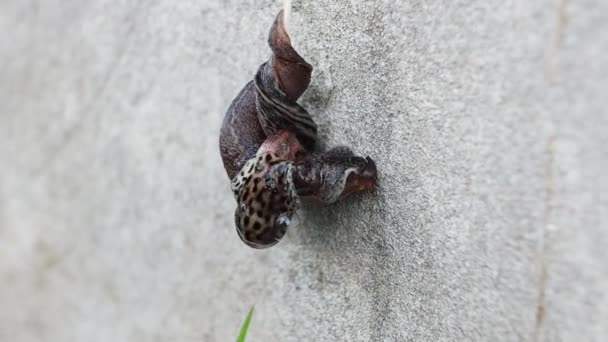 Two slugs participate in a courtship dance. The slugs are hermaphrodites and continuously intertwine with each other to complete fertilization. Interesting and rude behavior - Footage, Video