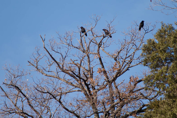 Carrion crows Corvus corone on a tree. - Photo, Image