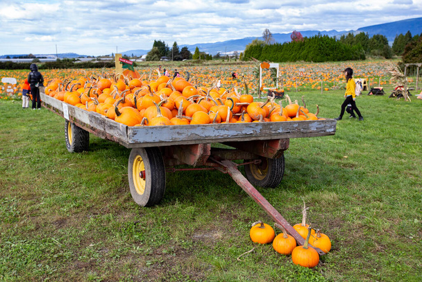 Temporada de calabazas en Laity Pumpkin Patch, Columbia Británica, Canadá - Foto, Imagen