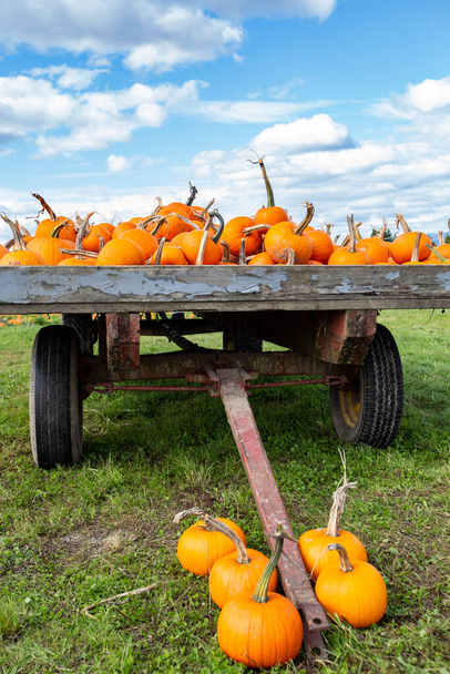Ripe pumpkins placed on old farm cart - 写真・画像