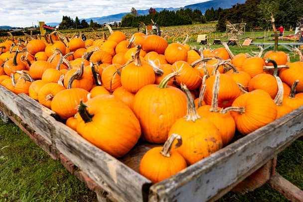 Big pile of ripe pumpkins placed in wooden box - 写真・画像