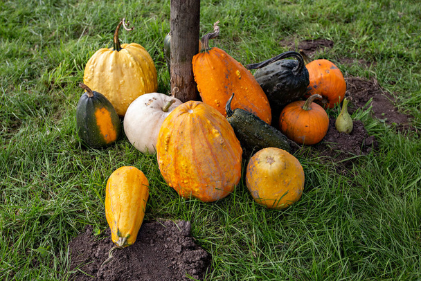 Ripe and tasty pumpkins harvest, seasonal vegetables - 写真・画像