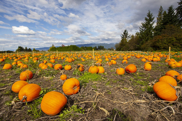 Dynie pomarańczowe dojrzewające na jesiennym polu - Zdjęcie, obraz